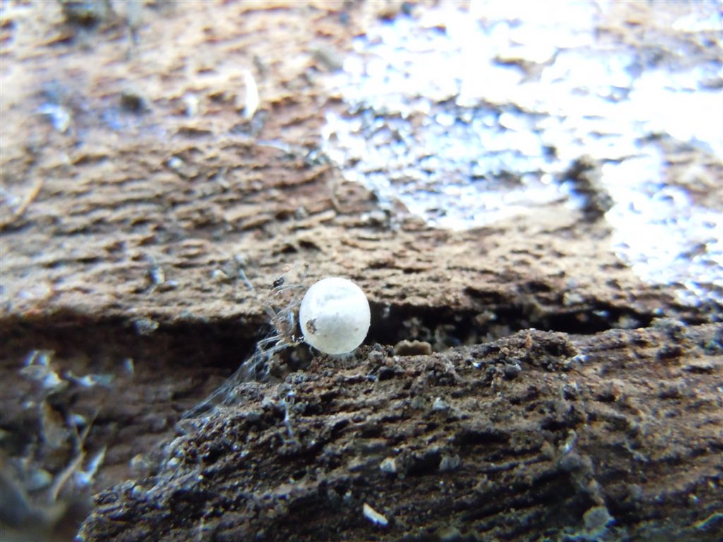 Uovo? No, Involucro pupale di un Chrysopidae